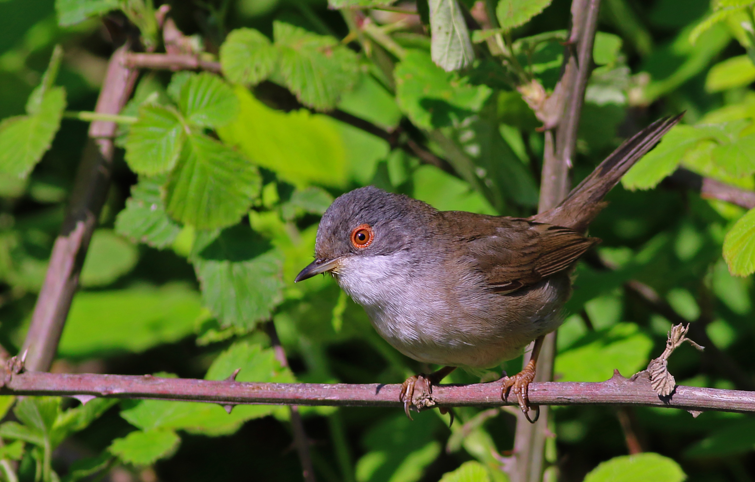 Sardinian Warbler